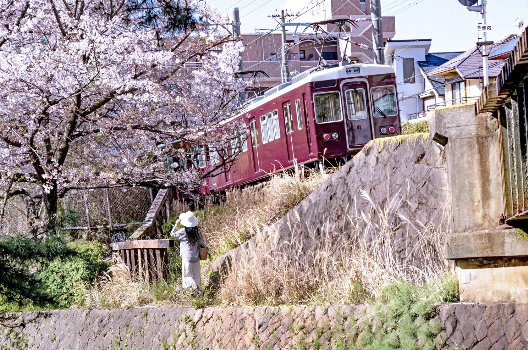 西宮・夙川の桜並木と阪急電車の実写風景