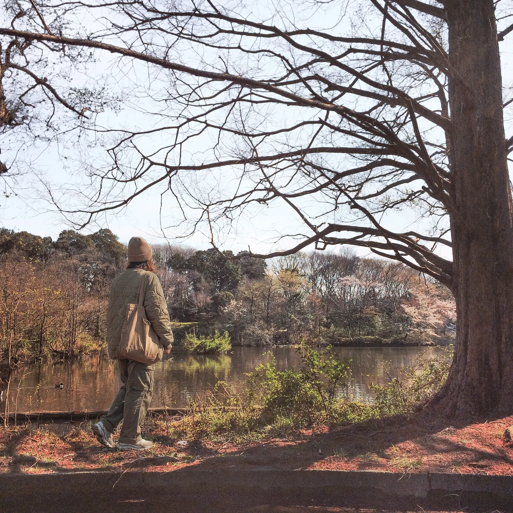 石神井公園の雑木林と池。大樹が枝を差し渡し、後ろ姿の巡礼者がひとり佇む早春の実写。