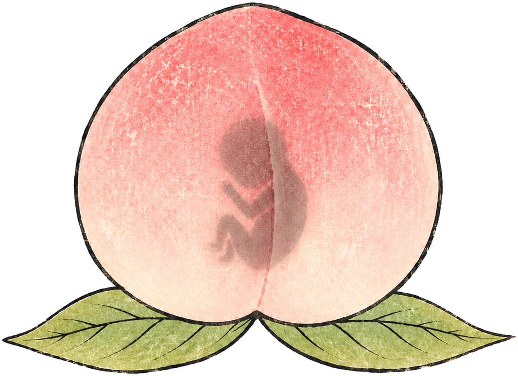 同じ木版画風の桃の実。中心に、胎児のようにうずくまる小さな影が透けて見える。